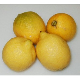 Limone Limone