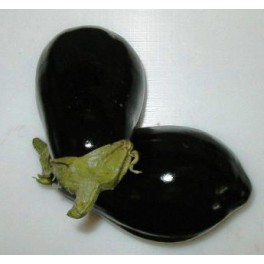 Melanzane Melanzane