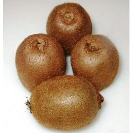 Kiwi Kiwi