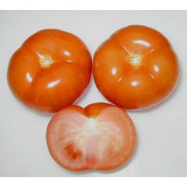 Pomodoro grappolo Pomodoro grappolo