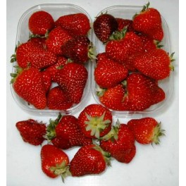 Fragole g.250 Fragole g.250