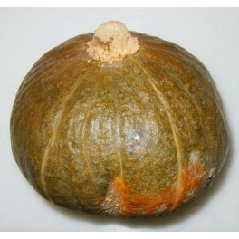 Zucca iron cup Zucca iron cup