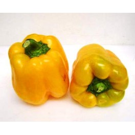 Peperone giallo Peperone giallo