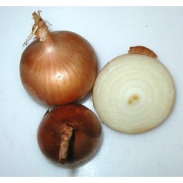 Cipolla dorata Cipolla dorata