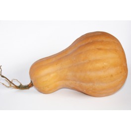 Zucca butternut Zucca butternut