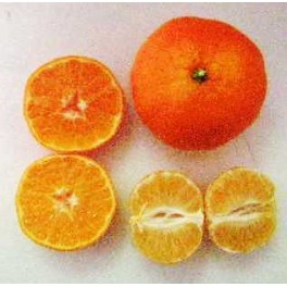 Clementine Clementine