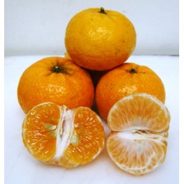 Mandarini Mandarini