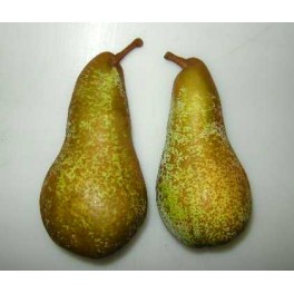 Pere Abate Pere Abate